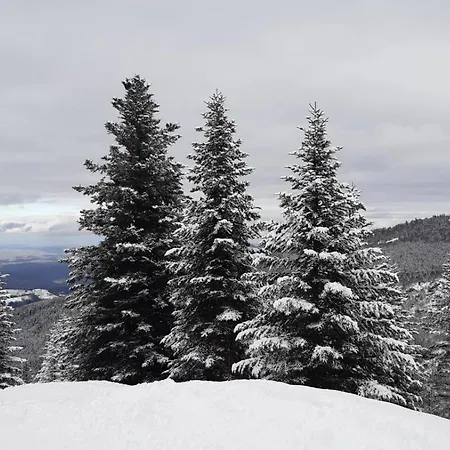 Confortable Et Fonctionnel A 150m Des Pistes Montferrier